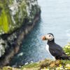 Dream job: Live free on picturesque island among thousands of birds