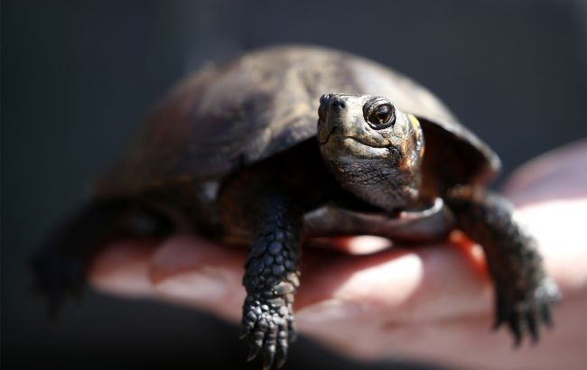 Chinese citizen sentenced to 30 months in prison for smuggling turtles from US to Hong Kong