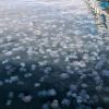 Azov Sea overwhelmed by jellyfish: Occupation's role in looming ecological collapse