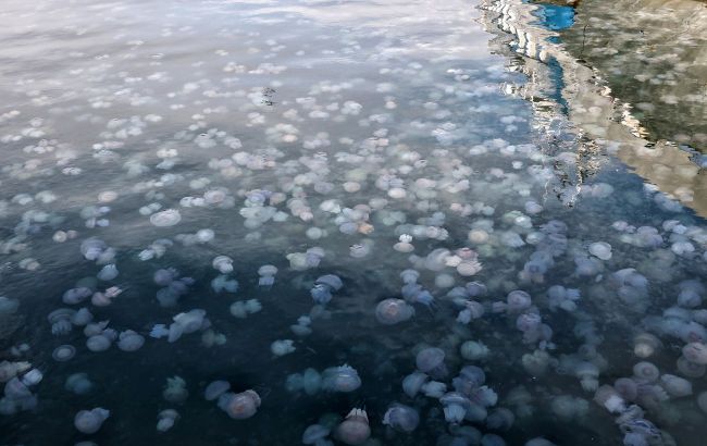 Azov Sea overwhelmed by jellyfish: Occupation's role in looming ecological collapse