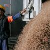 Russia attacks Ukrainian ports, EU blocks exports: How Ukraine seeks ways to export grain