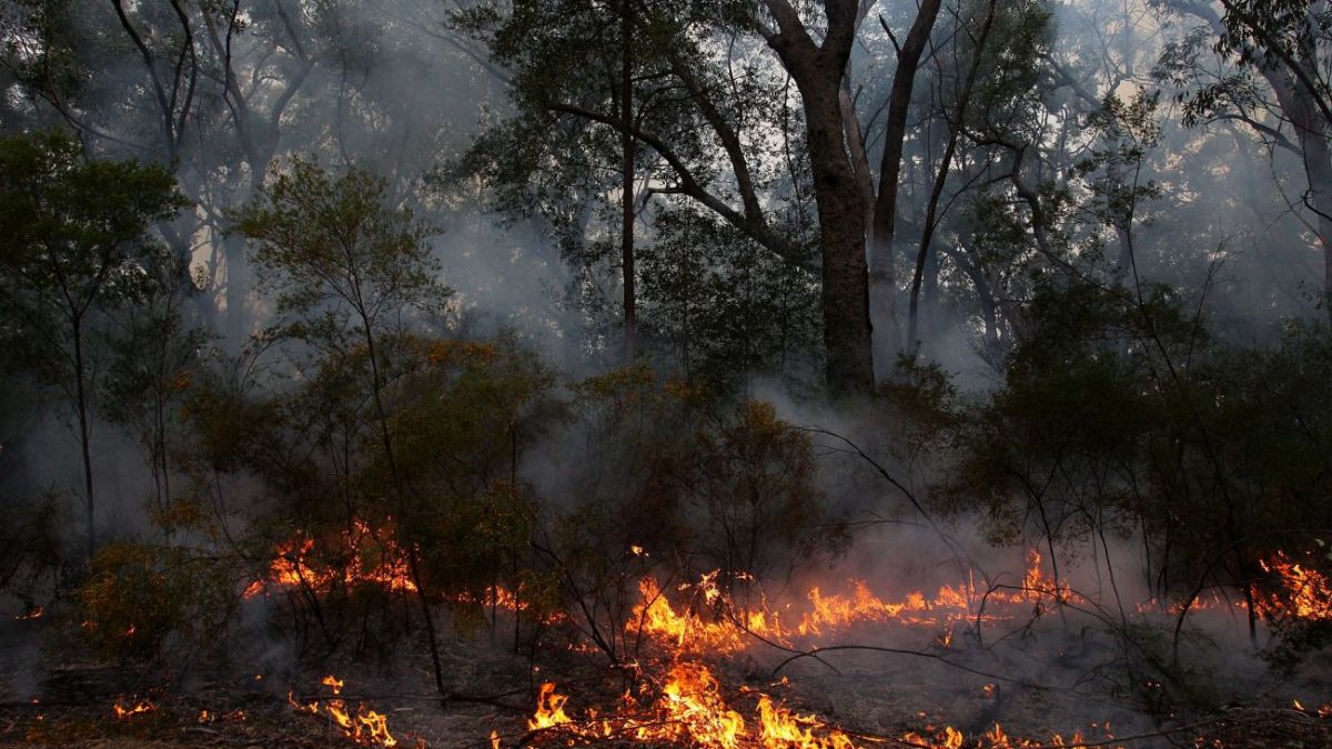 Recent Russian missile strikes: Environmental losses announced by government