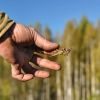 Locust invasion in Ukraine: What's a real cause — war or weather?