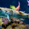 Tropical danger in Black Sea - This toxic fish can kill, here's how to recognize it