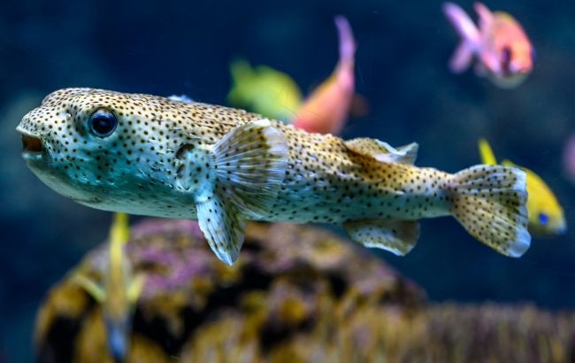 Tropical danger in Black Sea - This toxic fish can kill, here's how to recognize it