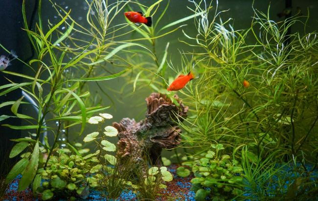 Top 6 fish for novice aquarium enthusiasts