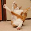 Your cat psychopath? Here's special test to find it out