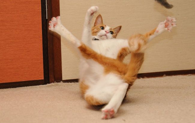 Your cat psychopath? Here's special test to find it out