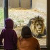 Russia strikes eco-park in Ukraine's Kharkiv, wounding lions and killing birds