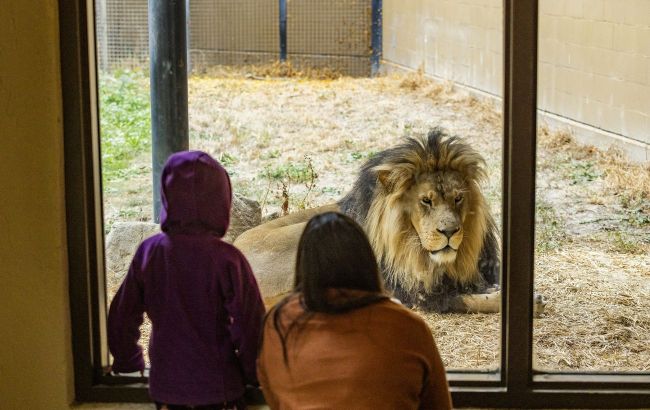 Russia strikes eco-park in Ukraine's Kharkiv, wounding lions and killing birds