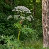 6 toxic plants that may trigger lethal reactions if touched
