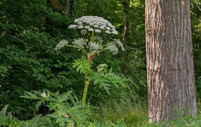 6 toxic plants that may trigger lethal reactions if touched