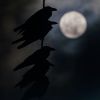 13th and last Full Moon in 2023:  What absolutely not to do
