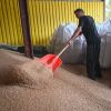 EU Commission proposes raising customs duties on grain imports from RF and Belarus