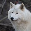 Dire wolf revived after 12,500 years thanks to cloning technology (photo)
