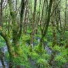 Europe restores wetlands to block Russian tanks