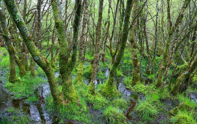 Europe restores wetlands to block Russian tanks