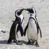 Wildlife activists raise alarm: African penguins face extinction