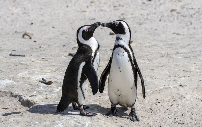 Wildlife activists raise alarm: African penguins face extinction