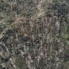 War webs Serebrianskyi Forest: Drones trail fiber‑optic cables across battlefield