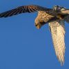 Heroic Ukrainian falcon swoops in on Russian drone - Find out what happened