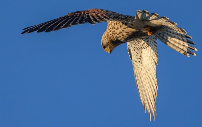Heroic Ukrainian falcon swoops in on Russian drone - Find out what happened