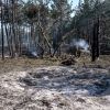 War's hidden toll: Ukraine's forests need a century to recover