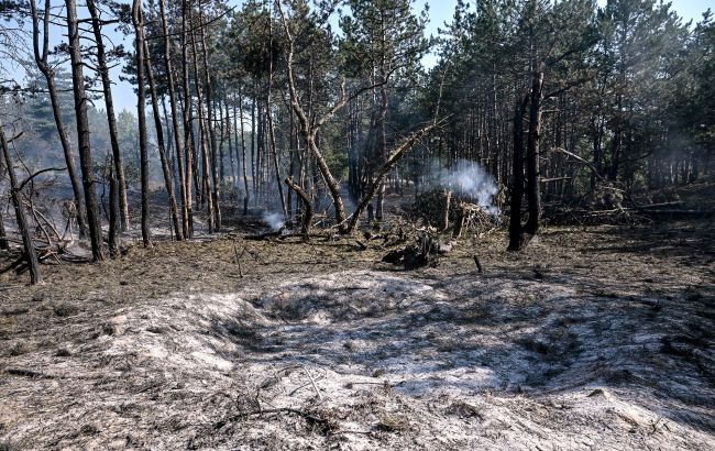War's hidden toll: Ukraine's forests need a century to recover