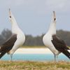 World’s oldest wild bird lays eggs at 74 and awaits offspring