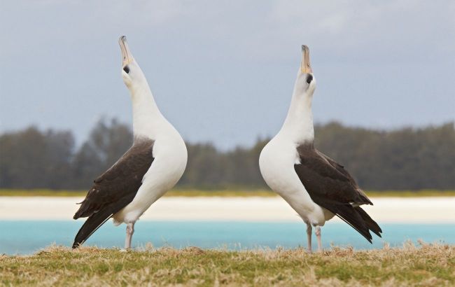 World’s oldest wild bird lays eggs at 74 and awaits offspring