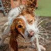 Don't walk your dog in this weather: What temperature is deadly dangerous