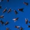 Billions of flies falling from sky - What's behind this strange US operation in Mexico?