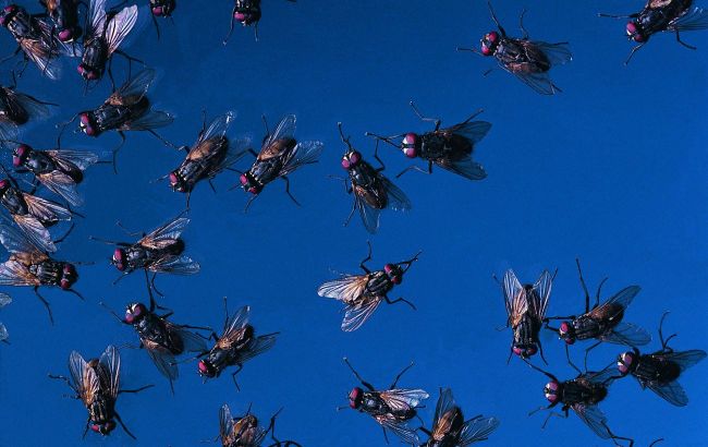 Billions of flies falling from sky - What's behind this strange US operation in Mexico?