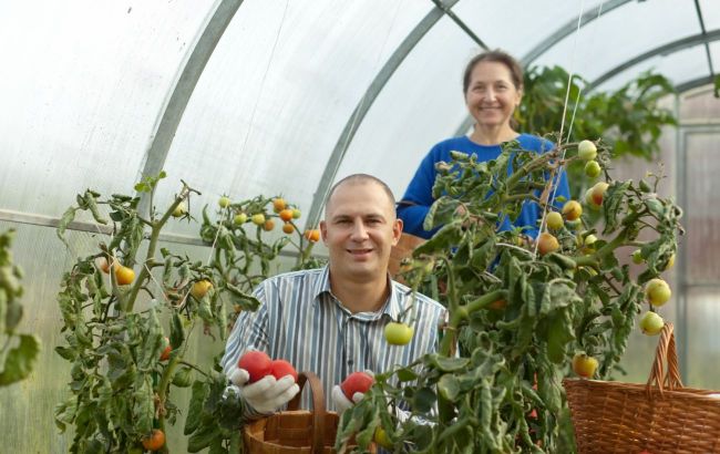 Why are greenhouse vegetables not as tasty as seasonal ones - Reason and how to fix it