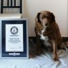 Guinness World Records reexamines Bobi's 'world's oldest dog' title