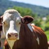 5 incredible facts about animals to surely surprise everyone
