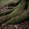 Trees that should not be planted near your house