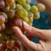 Grape drink good for children: It’s not what you think