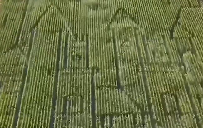 One of Europe's largest corn mazes has opened in Hungary