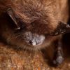 What does Ukraine have to do with America's vanishing bats? Scientists explain