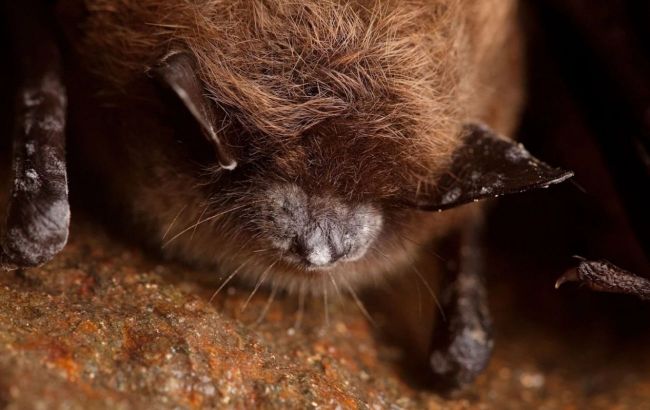 What does Ukraine have to do with America's vanishing bats? Scientists explain