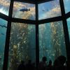 Mini oceans: 5 largest aquariums in the world