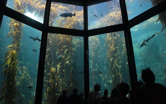 Mini oceans: 5 largest aquariums in the world