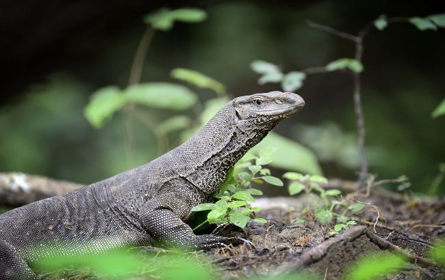 5 most poisonous animals in the world