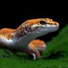 Top 5 cutest animals that capture hearts with their charm