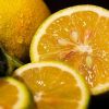 Citrus fruits' part that can be dangerous for health