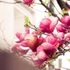 Hundreds of magnolias blooming in Ukrainian city: Spectacular photos