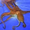 Top 6 amazing facts about octopuses