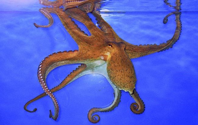 Top 6 amazing facts about octopuses