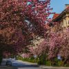Ukraine's Uzhhorod in bloom: Sakura season and tips for planning your trip